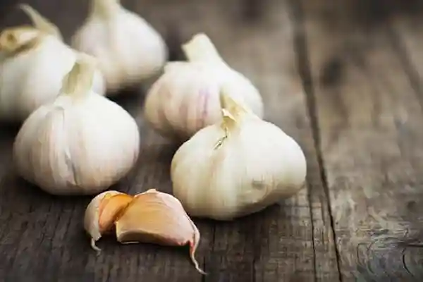 تصویر 3 از خرید و قیمت سیر تازه + فروش عمده